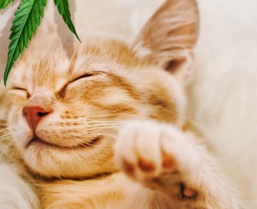 precautions cbd animal